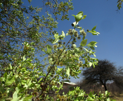 Combretum