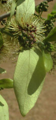 Combretum