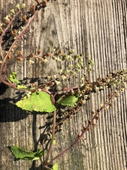 Teucrium scorodonia