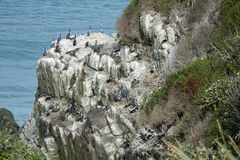 Phalacrocorax punctatus