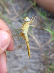 Crocothemis erythraea