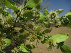 Combretum