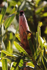 Protea neriifolia