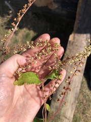 Teucrium scorodonia