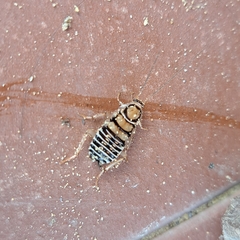 Temnopteryx phalerata