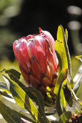 Protea neriifolia