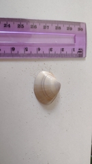 Mactra stultorum