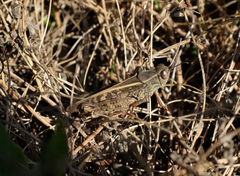 Calliptamus italicus