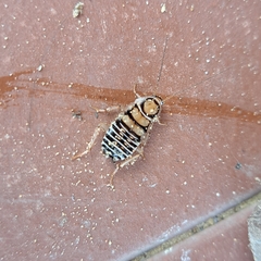 Temnopteryx phalerata