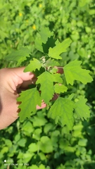 Chenopodium ucrainicum