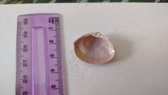 Mactra stultorum