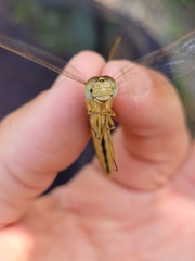 Crocothemis erythraea