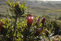 Protea neriifolia