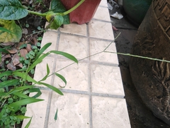 Digitaria radicosa