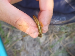 Crocothemis erythraea
