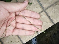 Digitaria radicosa