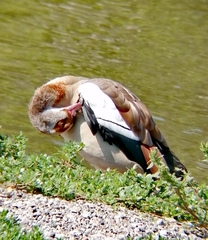 Alopochen aegyptiaca