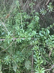 Galium aparine