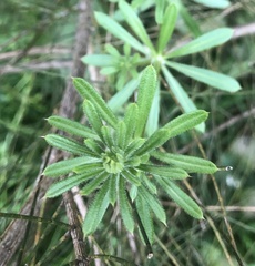 Galium aparine