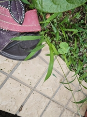 Digitaria radicosa