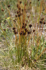 Juncus jacquinii