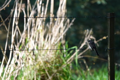 Rhipidura albiscapa