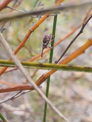 Meriphus guttatus