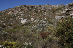 Protea nitida