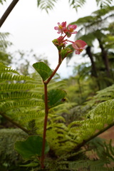 Begonia