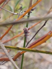 Meriphus guttatus