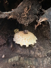 Neolentinus lepideus