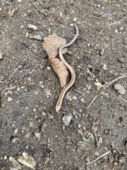 Anguis fragilis