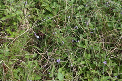 Stachytarpheta urticifolia