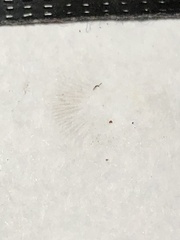 Flammulaster erinaceellus