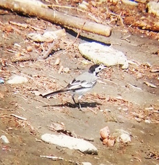 Motacilla alba