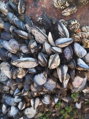 Mytilus galloprovincialis
