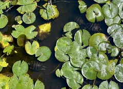 Chrysemys picta picta