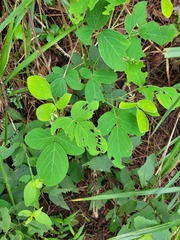 Desmodium tortuosum