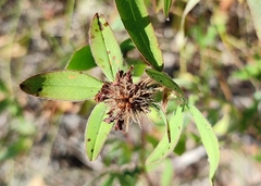 Trifolium montanum