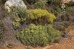Leucadendron salignum