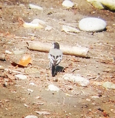 Motacilla alba