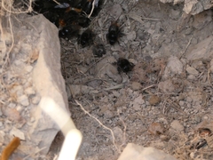 Bombus lapidarius