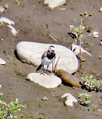 Motacilla alba