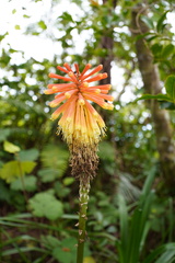 Kniphofia
