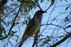 Anthochaera carunculata