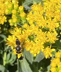 Megachile mendica