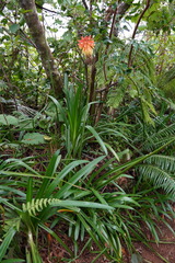 Kniphofia