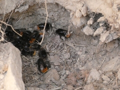 Bombus lapidarius