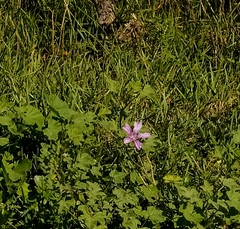 Malva sylvestris