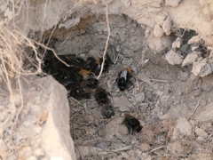 Bombus lapidarius